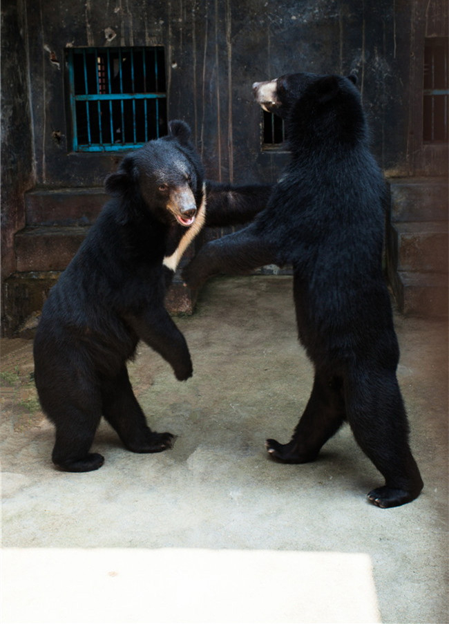 熊膽對驚癇抽搐效果好嗎？